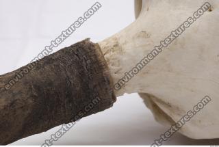 Photo Textures of Skull Antler